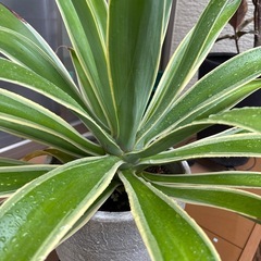 【沖縄 観葉植物】アガべ ベネズエラ 大型 高さ50㎝の画像