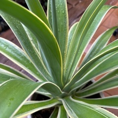 【沖縄 観葉植物】アガべ ベネズエラ 大型 高さ50㎝の画像