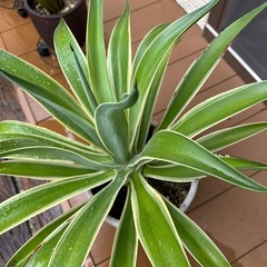 【沖縄 観葉植物】アガべ ベネズエラ 大型 高さ50㎝の画像
