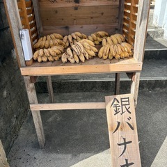 銀バナナ
の画像