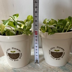 ポトス　2個セットの画像