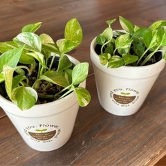 ポトス　2個セットの画像