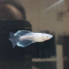 ★近松めだか（紅白ヒカリメダカ　ほか）の画像