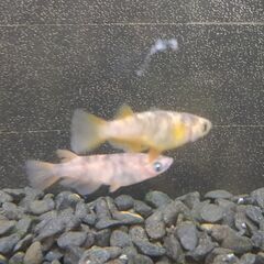 ★近松めだか（紅白ヒカリメダカ　ほか）の画像