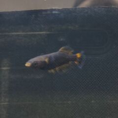 ★近松めだか（紅白ヒカリメダカ　ほか）の画像