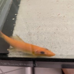 ゴールデンアルジイーターの画像