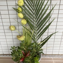 観葉植物の画像