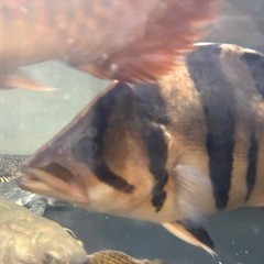 ダトニオの画像