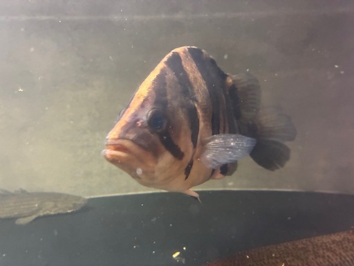 ダトニオ