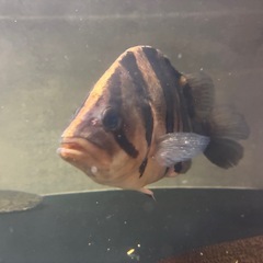 ダトニオの画像