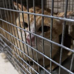 🐾一緒に地域の猫たちを守りませんか？城山地区でTNR仲間を…