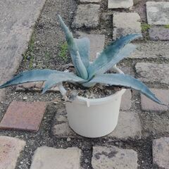 アガベの画像