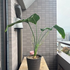 ストレリチアの画像