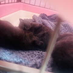 黒猫3兄弟、里親さん・保護可能な方を探しています。