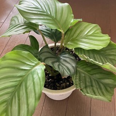 植物🪴カラテアの画像