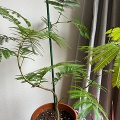 観葉植物　エバーフレッシュ の画像