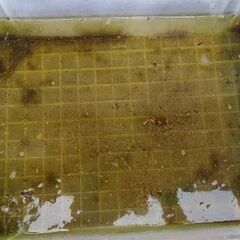 メダカ　お取り先決定【オオミジンコ】　ペットボトル2Ｌサイズの画像