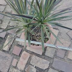 コルジリネの画像