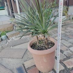 コルジリネの画像