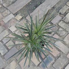 コルジリネの画像