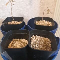 ガーデニング用品の画像