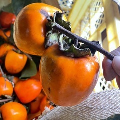 渋柿　干し柿用　　20個の画像