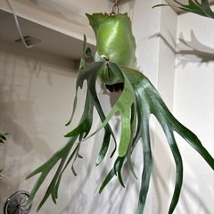 ビカクシダ　ネザラン　コルク付け　子株ありの画像