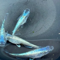 選外ミックスめだか激安販売の画像