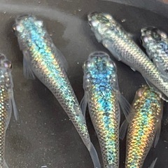 選外ミックスめだか激安販売の画像