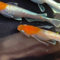 選外ミックスめだか激安販売の画像