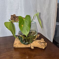 観葉植物　アンスリウム　水差し　水耕栽培　ガラス　流木の画像