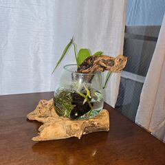 観葉植物　アンスリウム　水差し　水耕栽培　ガラス　流木の画像