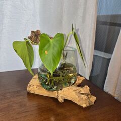 観葉植物　アンスリウム　水差し　水耕栽培　ガラス　流木の画像