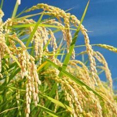 ★交渉成立★　キノ　１１１５前～　ベキ共駐　※価格の１５００円は追加のご注文があった場合の一時的対策の画像