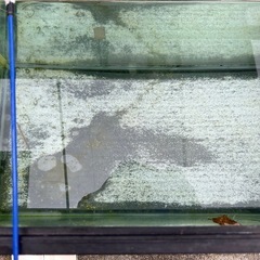 60水槽わけあり訳ありの画像