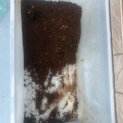 カブトムシの幼虫の画像