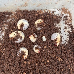 カブトムシの幼虫の画像