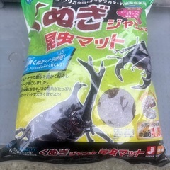 カブトムシの幼虫の画像