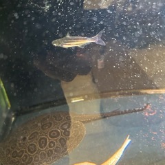 カイヤンの画像