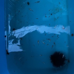 【最終値下げ】メダカ　レックウザ　1ペア　2匹　未選別　ミジンコ　③の画像