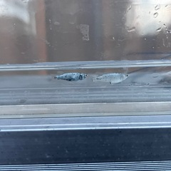 【最終値下げ】メダカ　レックウザ　1ペア　2匹　未選別　ミジンコ　③の画像