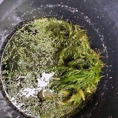 水草 マツモ
の画像