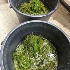 水草 マツモ
の画像