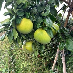 ザボン　1個300の画像