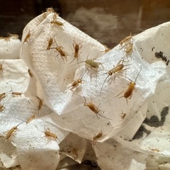 イエコ（コオロギ）【100匹】Sサイズ/5〜8mm程度の画像