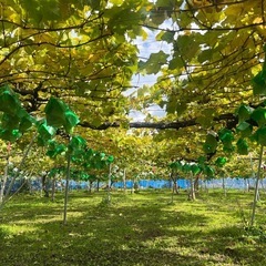 🍇【家庭用シャインマスカット】1房500円〜の画像