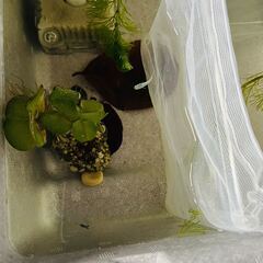 鉢付き★メダカ幼魚（10匹）★青いラメの品種の画像