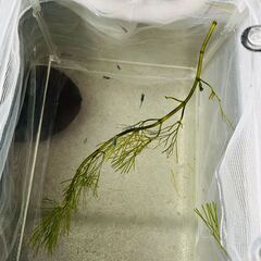 鉢付き★メダカ幼魚（10匹）★青いラメの品種の画像