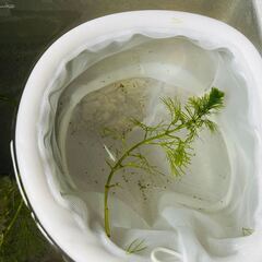 鉢付き★メダカ幼魚（10匹）★青いラメの品種の画像