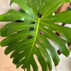 大型のモンステラ　の画像